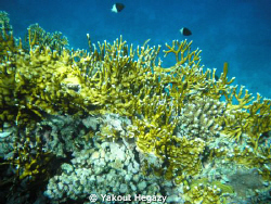 fire coral&Half-and-half chromis by Yakout Hegazy 